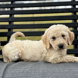Turkey - Cream male Goldendoodle puppy in Greenville, North Carolina from ENC Goldendoodles