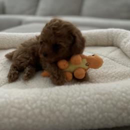 Poodle Puppies from Pups and Paws Toy Poodles