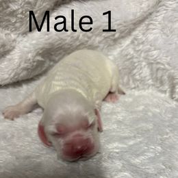 Boy 1 - Cream male Cocker Spaniel puppy in Phil Campbell, Alabama from Clark’s Cocker Spaniels