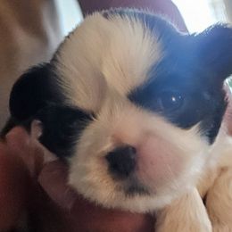 Shih Tzus from Aweont Schock