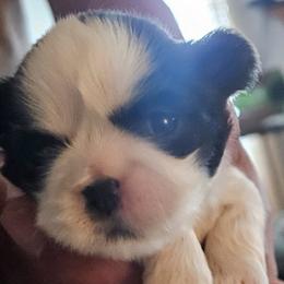 Shih Tzus from Aweont Schock
