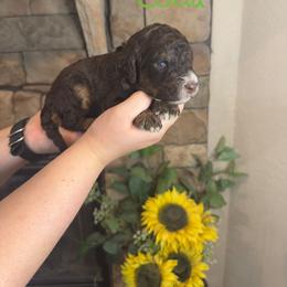 Coda - Chocolate male Goldendoodle puppy in Sanderson, Florida from Serenity Goldendoodles