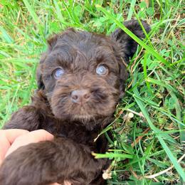 Dahlia with training - Brown female Cockapoo puppy in Boonville, North Carolina from Doods & Dolls