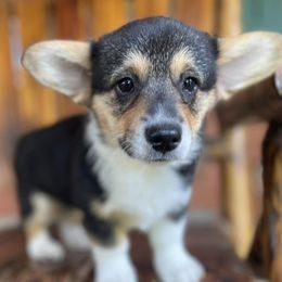 Pembroke Welsh Corgis from R&R Corgis