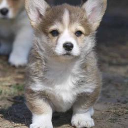 Pembroke Welsh Corgi Puppies from Rees Corgis