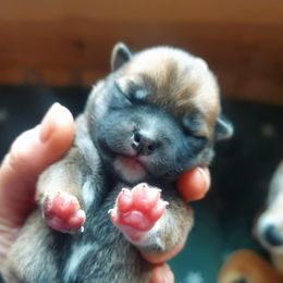 Flora - Red female Shiba Inu puppy in Jasper, New York from Cornerpost Shiba Inus