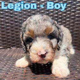 Legion - Merle male Bernedoodle puppy in Sherman, Illinois from Shirl Doodle Life
