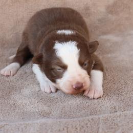 Cash - Green collar - Red male Border Collie puppy in Courtland, Alabama from C Bar C Ranch Border Collies