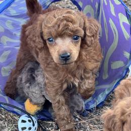 Willy - Red  male Poodle puppy in Labelle, Florida from RomLein Poodle