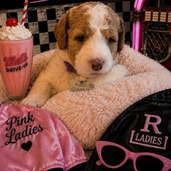 Rizzo - Parti female Goldendoodle puppy in Janesville, Wisconsin from Brandie Stenulson