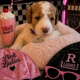 Rizzo - Parti female Goldendoodle puppy in Janesville, Wisconsin from Brandie Stenulson