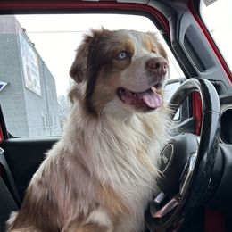 Cowboy - Australian Shepherd