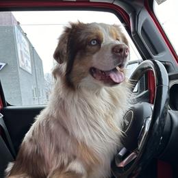 Cowboy - Australian Shepherd
