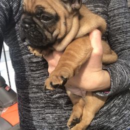 English Bulldog and French Bulldog Puppies from ClayBulldogs