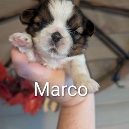 Marco - Red and white male Shih Tzu puppy in Poultney, Vermont from Morgan's Shih Tzus