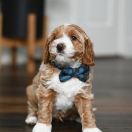 Boy 1 - male Australian Labradoodle puppy in Port Orchard, Washington from Snooze and Sniff Labradoodles