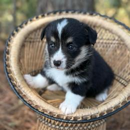 Sister - Black and white female American Corgi puppy in Nashville, Arkansas from Whisenhunt Farms