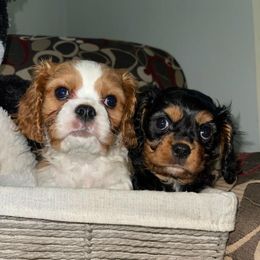 Cavalier King Charles Spaniel Puppies from Pepperhill Puppies