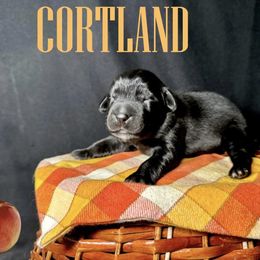 Cortland - Black female Newfoundland puppy in Tully, New York from Bear Paw Newfoundlands