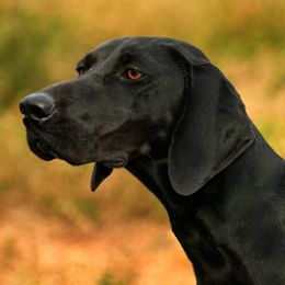 German Shorthaired Pointers from Ruff on Birds GSP