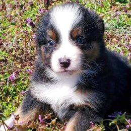 Luna - Miniature American Shepherd puppy in Webb City, Missouri from Rocking 4C