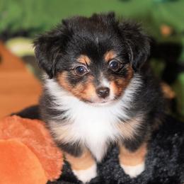 Miniature Australian Shepherd and Toy Australian Shepherd Puppies from Sapphire Stables
