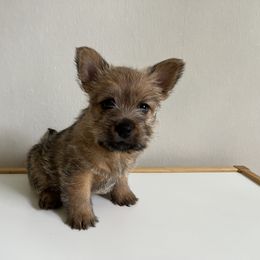 Sweet Girl - Red female Norwich Terrier puppy in Hampton, New Hampshire from Redhead Norwich