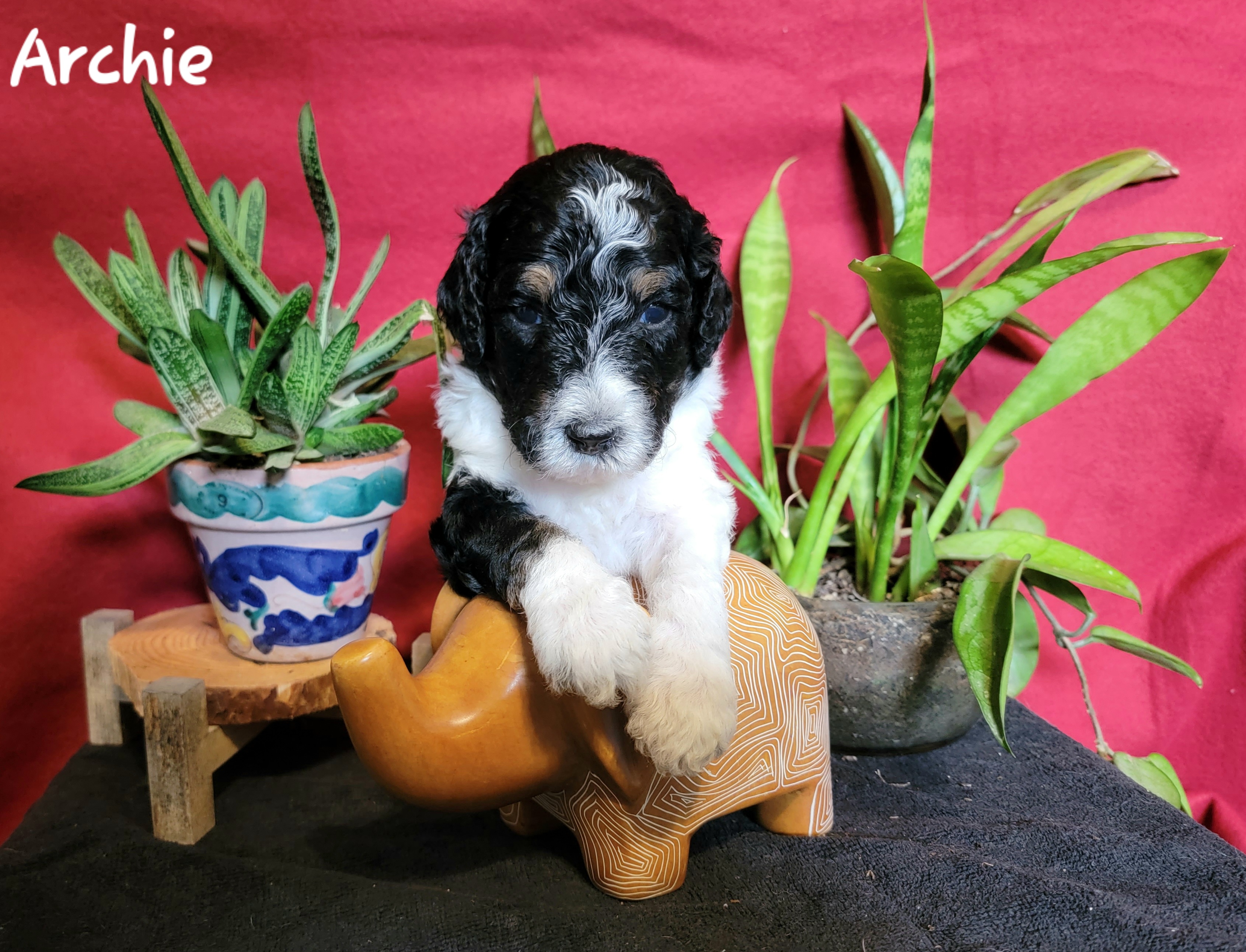 Archer - Tri-color Bernedoodle puppy in Columbiana, Ohio from Painted Doodles and Poodles LLC