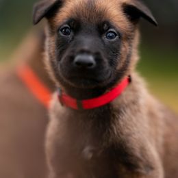Belgian Malinois Puppies from Ak Hell Hounds