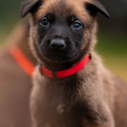 Belgian Malinois Puppies from Ak Hell Hounds