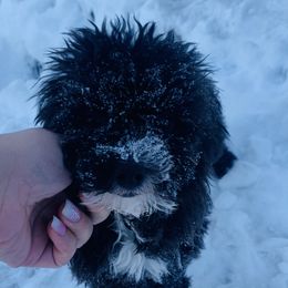 Cotton - Yorkipoo