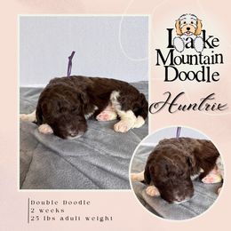 Huntrix - Chocolate female Double Doodle puppy in Eagle Mountain, Utah from Lake Mountain Doodle