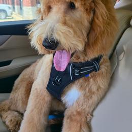 Buddie - Goldendoodle
