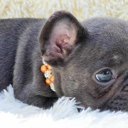 French Bulldog and Pekingese Puppies from SFLK