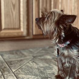 Yorkshire Terriers from Rose Puppies