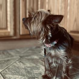 Yorkshire Terriers from Rose Puppies