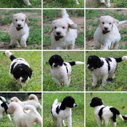 Goldendoodle Puppies from Lesia's Goldendoodles