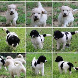 Goldendoodle Puppies from Lesia's Goldendoodles