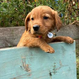 Ian - Dark golden male Golden Retriever puppy in Marshfield, Missouri from Hilltop Kennel LLC