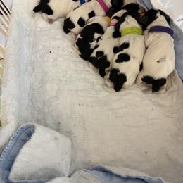 Pink collar , girl 3 - Black white and tan female Cocker Spaniel puppy in Boca Raton, Florida from Gold-Coast Cockers