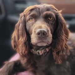 Benelli - Boykin Spaniel