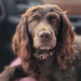 Benelli - Boykin Spaniel