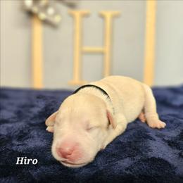 Hiro - Yellow male Labrador Retriever puppy in Macomb, Missouri from Hicks Family Homestead