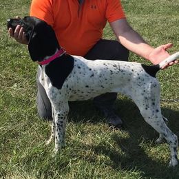 German Shorthaired Pointers from Matt's German Shorthaired Pointers