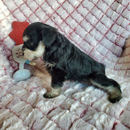 Miniature Schnauzer Puppies from Gerhauzer's Schnauzers