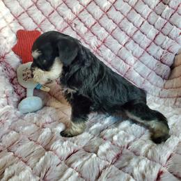 Miniature Schnauzer Puppies from Gerhauzer's Schnauzers