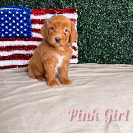Pink girl - Red  female Goldendoodle puppy in Modesto, California from Two Doods Doodles