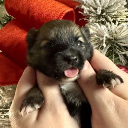 Noel - Red sable female Pomeranian puppy in Eden, North Carolina from Whippoorwill Pomeranians