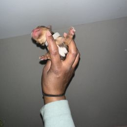 Yorkshire Terrier Puppies from A yorkie palace