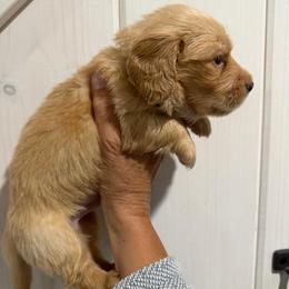 AKC Green collar - Cream male Dachshund puppy in Grand Valley, Pennsylvania from Dachshunds on the Hill